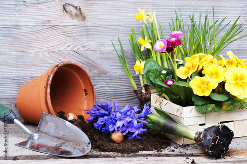 Frühling, Frühjahrsblumen pflanzen, Copyspace, Primeln, Osterglocken photo