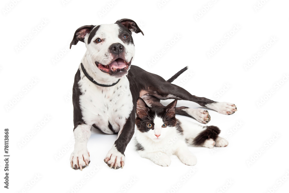 Happy Dog and Kitten Together