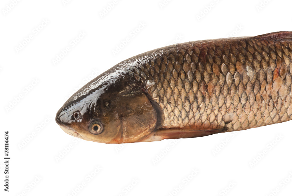 Asp on a white background Asp on a white background