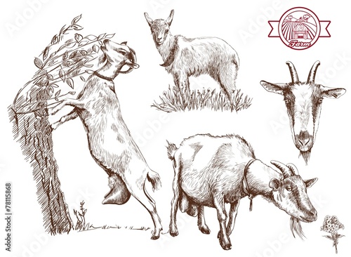 breeding goats