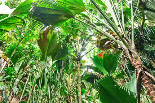 Fototapeta Naklejka Na Ścianę i Meble -  Tropical rainforest at Seychelles
