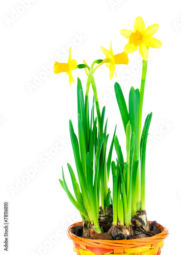 beautiful spring narcissus flowers in pot on white background