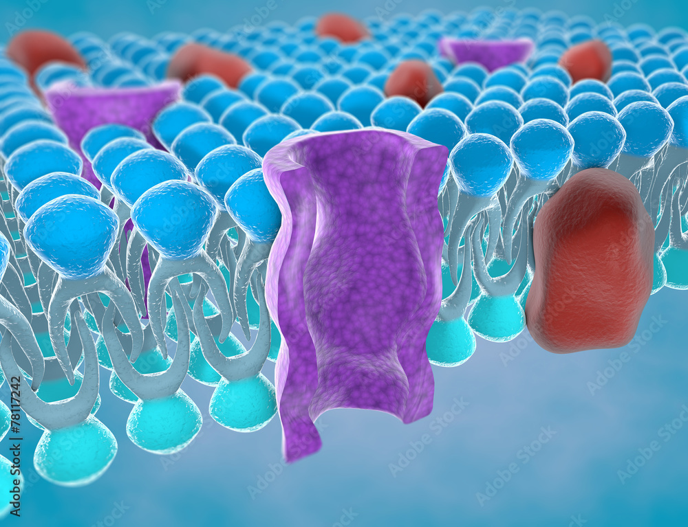 Struttura della membrana plasmatica di una cellula Stock Illustration
