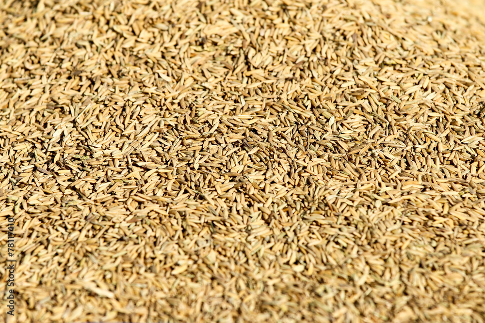 rice grain rice grain