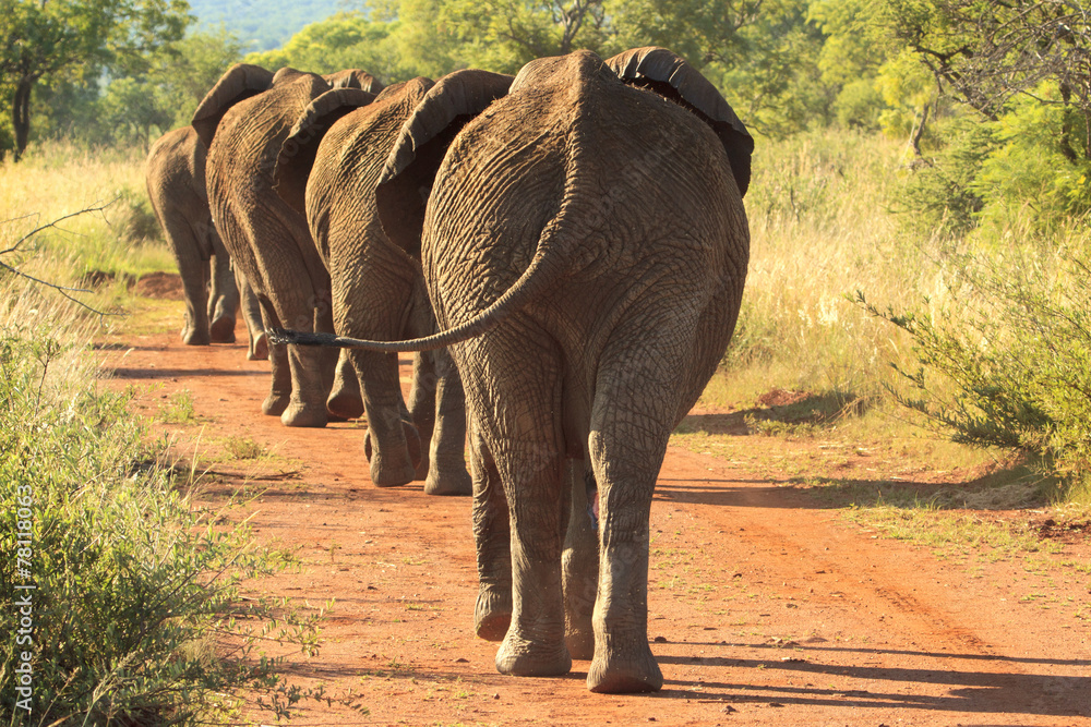 Obraz premium Elephants marching down the road