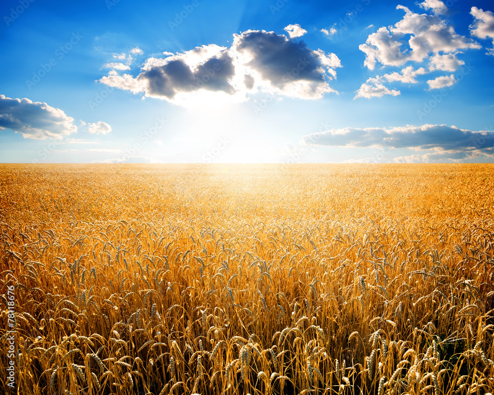 Naklejka premium Wheat on field