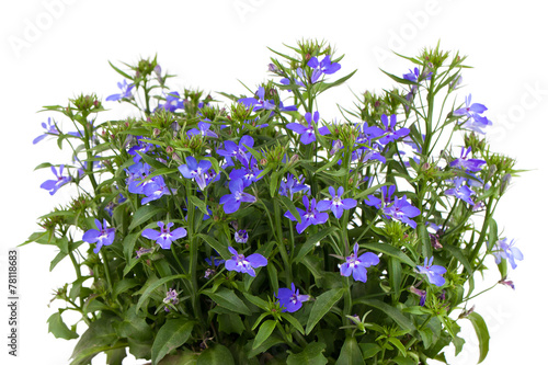 A sprig of blue lobelia on a white background.