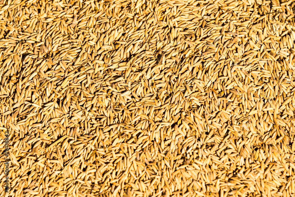 rice grain rice grain