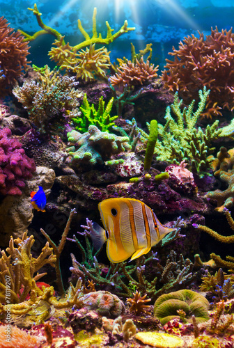 tropical fish on a coral reef #78119207