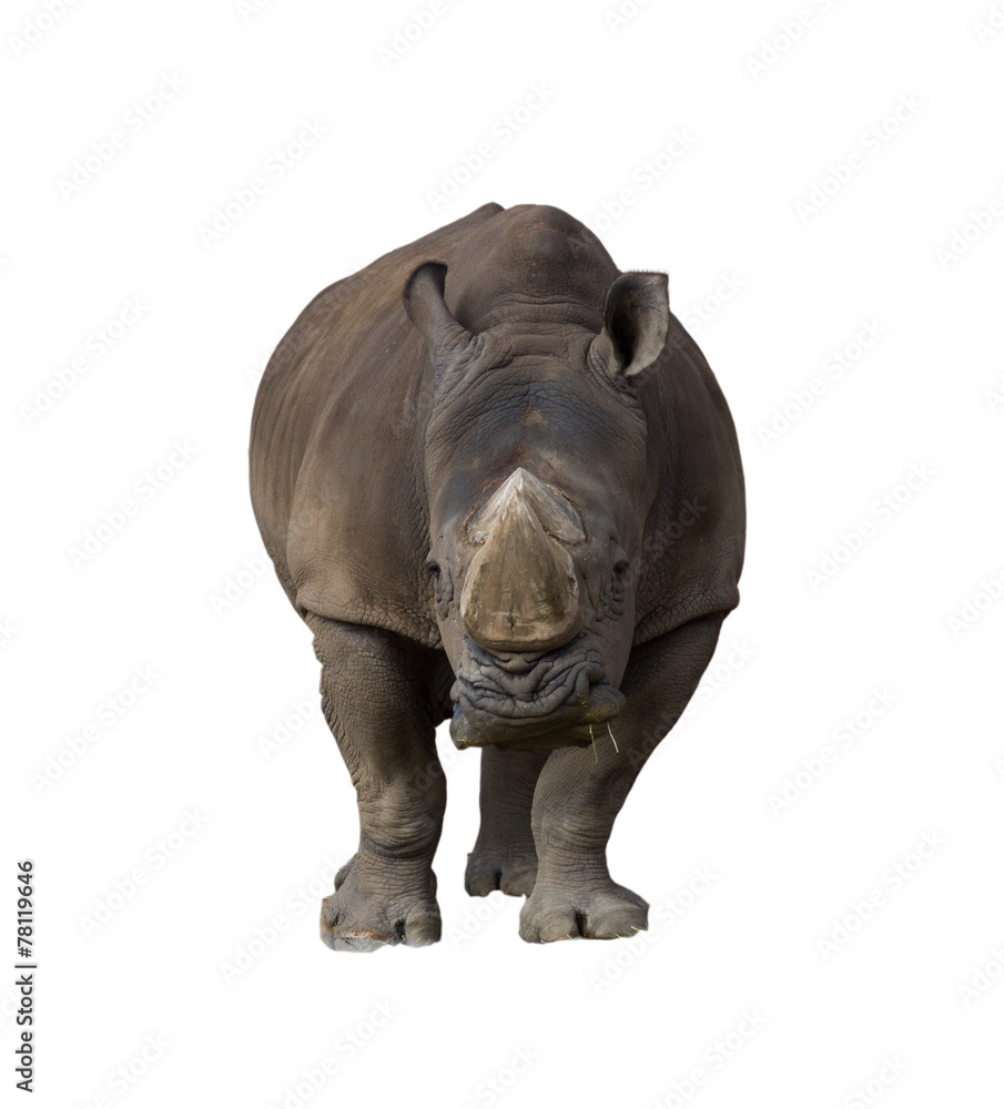 White Rhinoceros (Ceratotherium simum) White Rhinoceros (Ceratotherium simum)