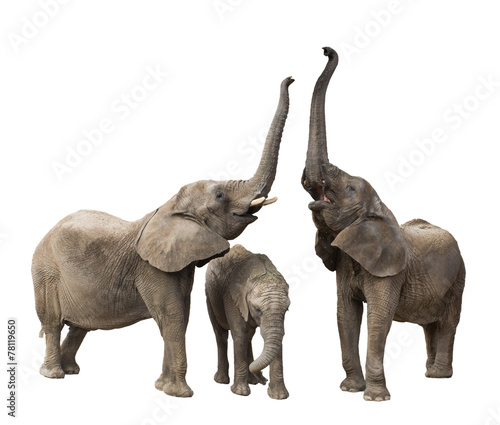 Family of elephants isolated on white background