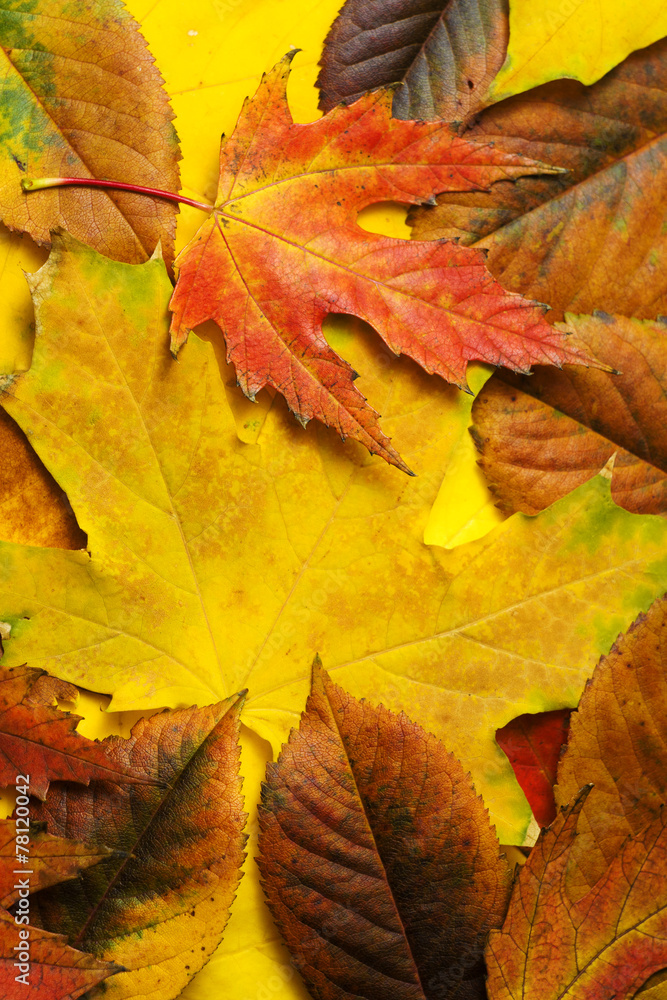 Background group autumn orange leaves. Outdoor.