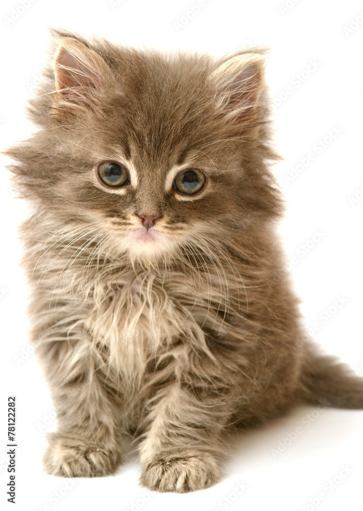 Beautiful persian little kitten Beautiful persian little kitten