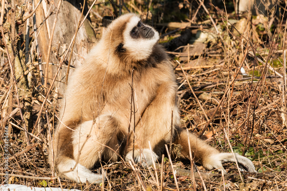 Obraz premium Weißhandgibbon