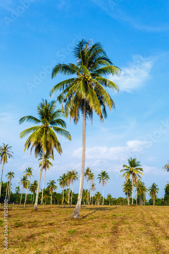 Tropical landscape of a palm tree in Thailand