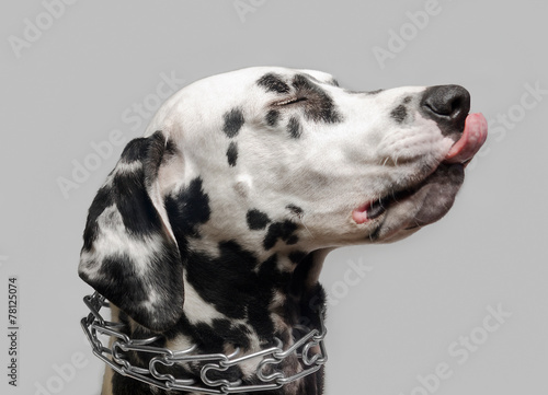 Dalmatian dog licked
