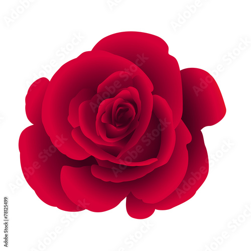 Single flower rose. Vector.