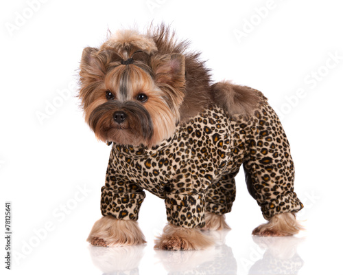 Photography adorable dog in a leopard costume