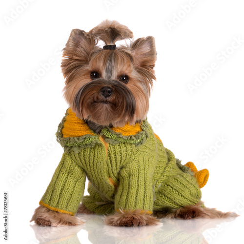 adorable yorkie in a knitted sweater