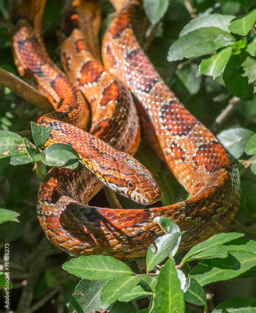 Naklejka premium Beautiful Corn Snake Coiled in Vegetation