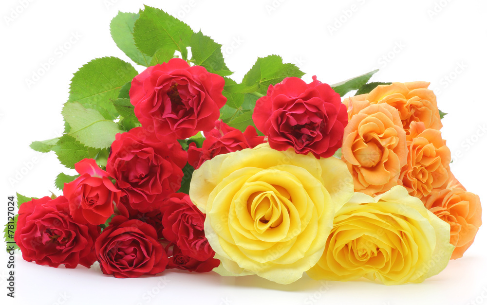 Fototapeta premium 薔薇