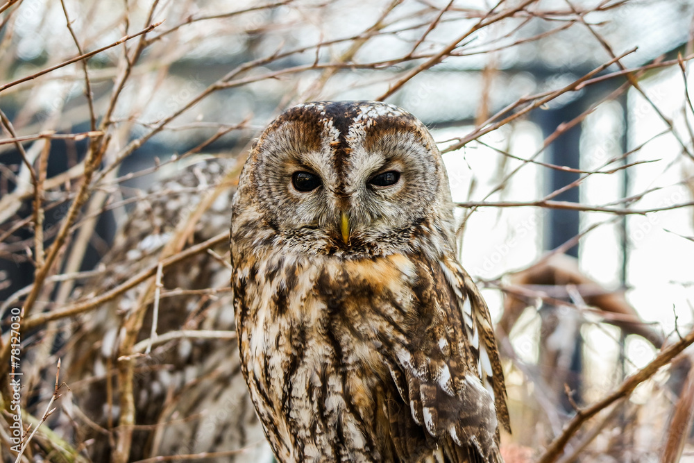 Obraz premium Waldkauz
