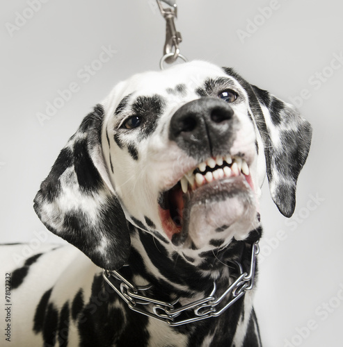 angry dog dalmatian grins