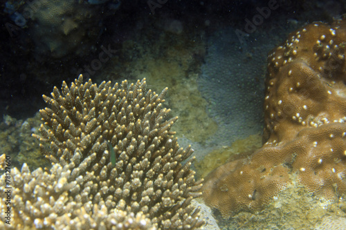 Hard corals on a reef