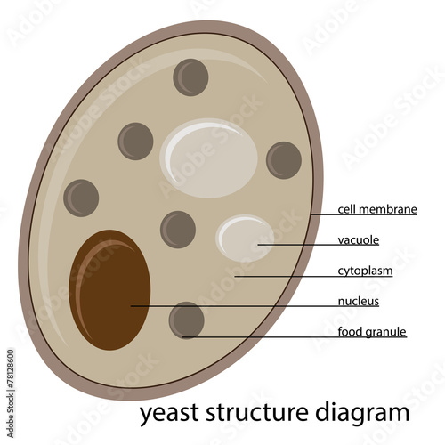 vector yeast structure diagram