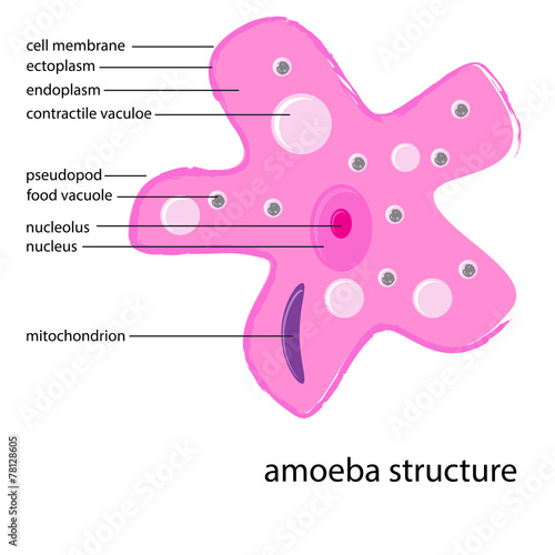 vector amoeba structure with description