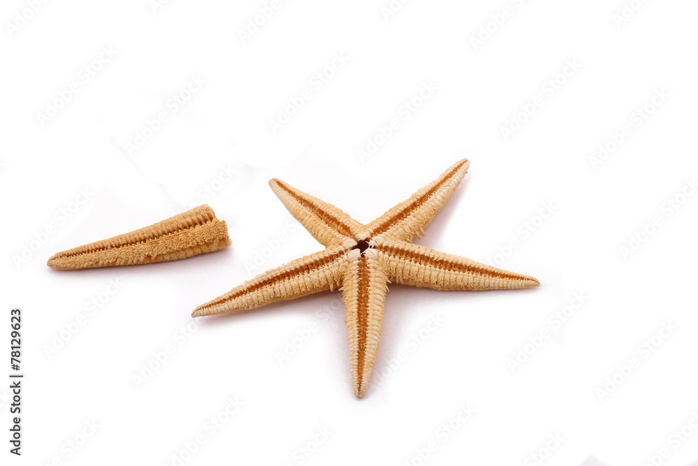 The single starfish and cut on the white background The single starfish and cut on the white background