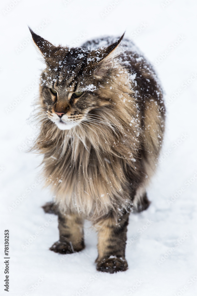 Naklejka premium Maine Coon cat in snow