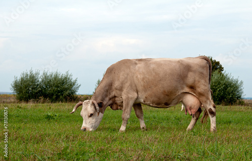 cow grazes
