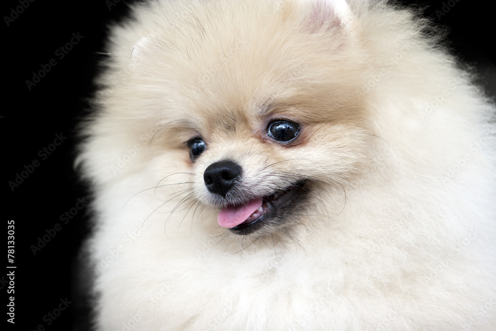 Dog Dog