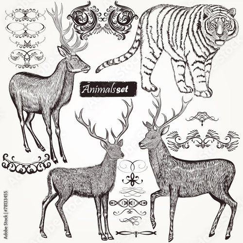 Fototapeta Naklejka Na Ścianę i Meble -  Collection of vector hand drawn animals and flourishes in vintag