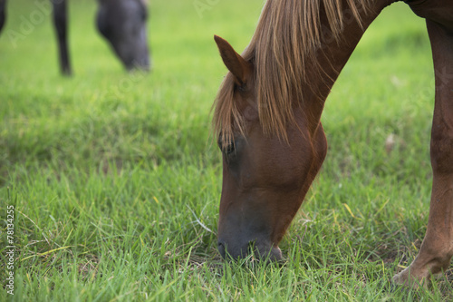 Horses grazing in the outback, in Brisbane - Queensland.