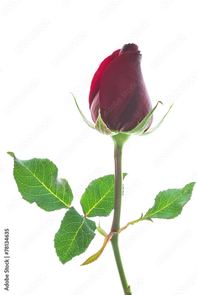 Fototapeta premium Red rose.