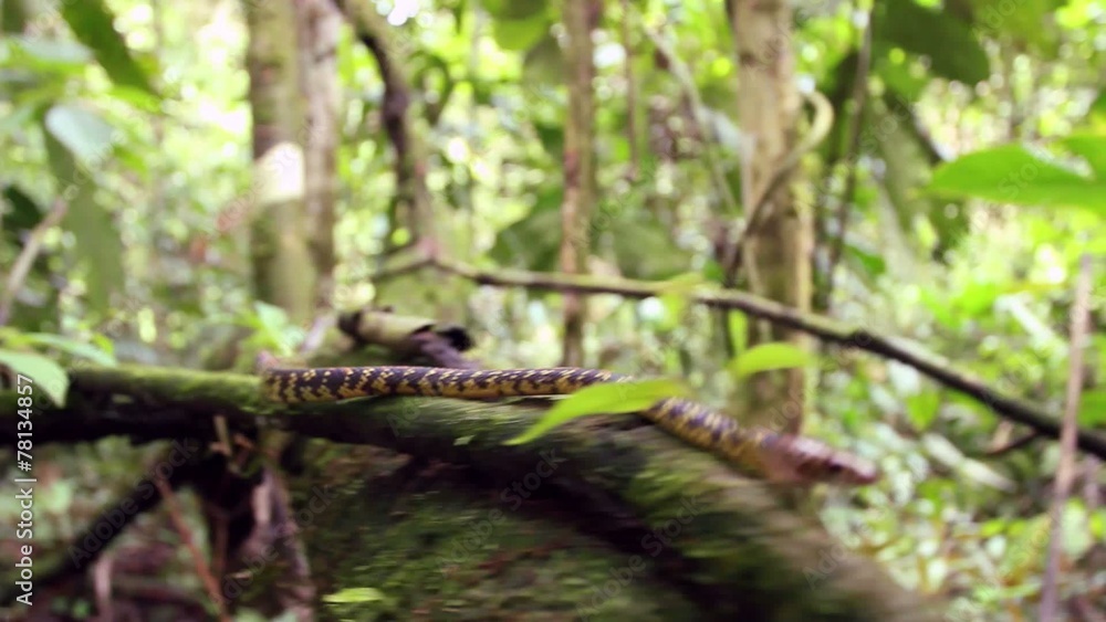 Checkerbelly Snake (Siphlophis cervinus), Ecuador Checkerbelly Snake (Siphlophis cervinus), Ecuador
