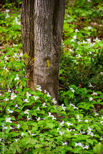 White Trilliums Ground Around the Base of a Tree