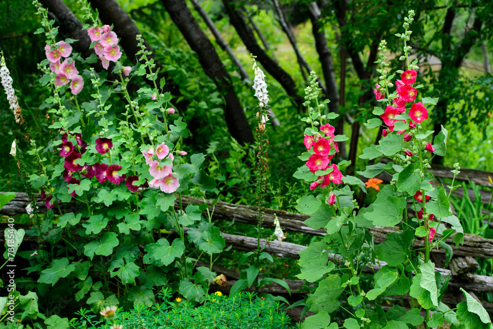 Hollyhock Flowers in a Garden