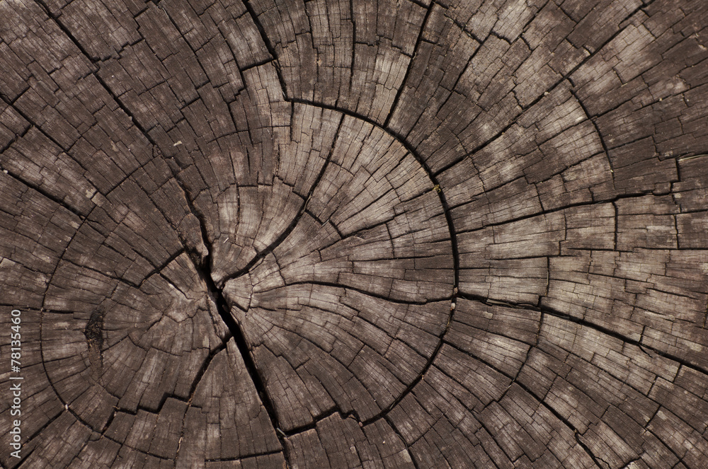 Fototapeta premium Old Wooden - Stock Image