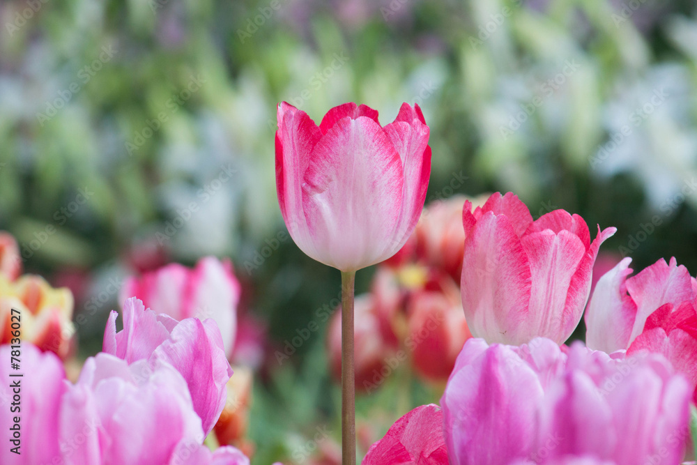 Tulip flowers in the garden Tulip flowers in the garden