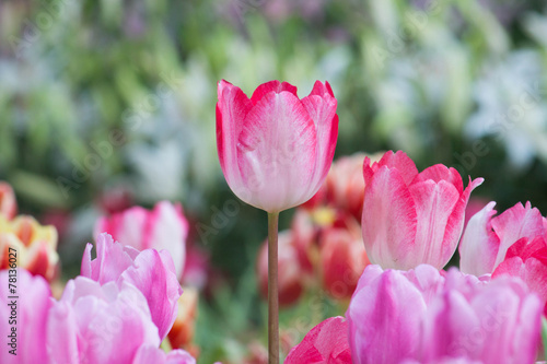 Tulip flowers in the garden