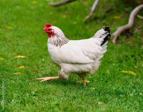 Free Range Chicken on a Farm © SHS Photography