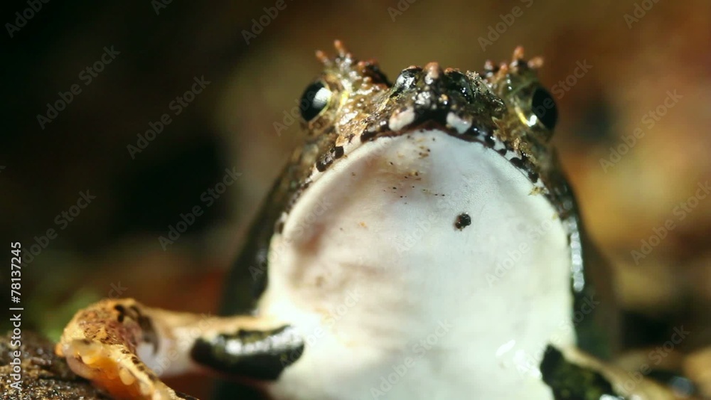 Perez's Snouted Frog (Edalorhina perezi) Perez's Snouted Frog (Edalorhina perezi)