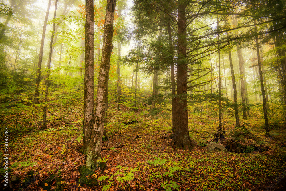 Fototapeta premium Morning Mist Through the Trees in the Forest
