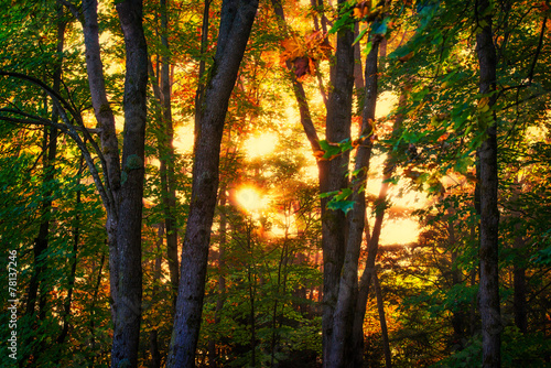 Autumn Sunrise Glow Through Trees in a Forest