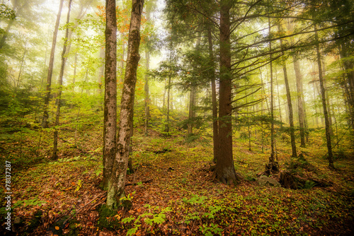 Fototapeta Naklejka Na Ścianę i Meble -  Morning Mist Through the Trees in the Forest