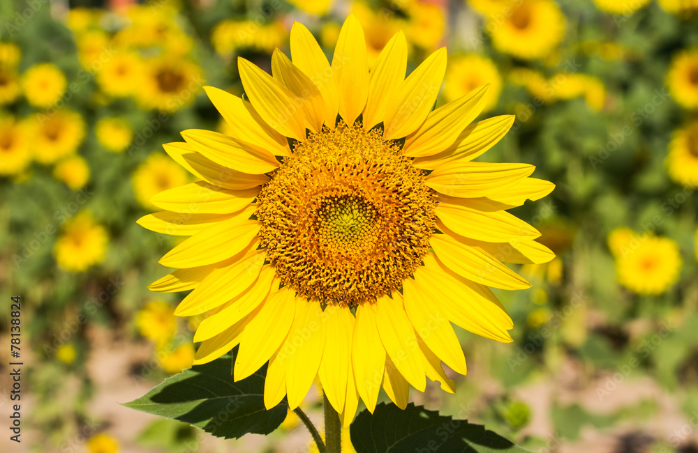 Sunflower Sunflower