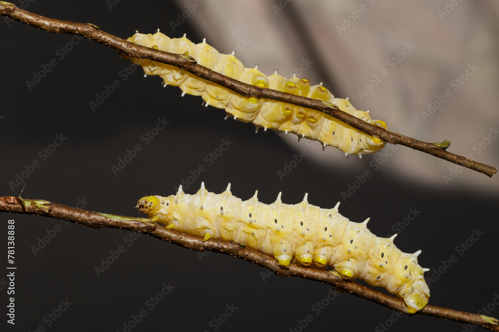 Naklejka premium Caterpillar of eri silk moth